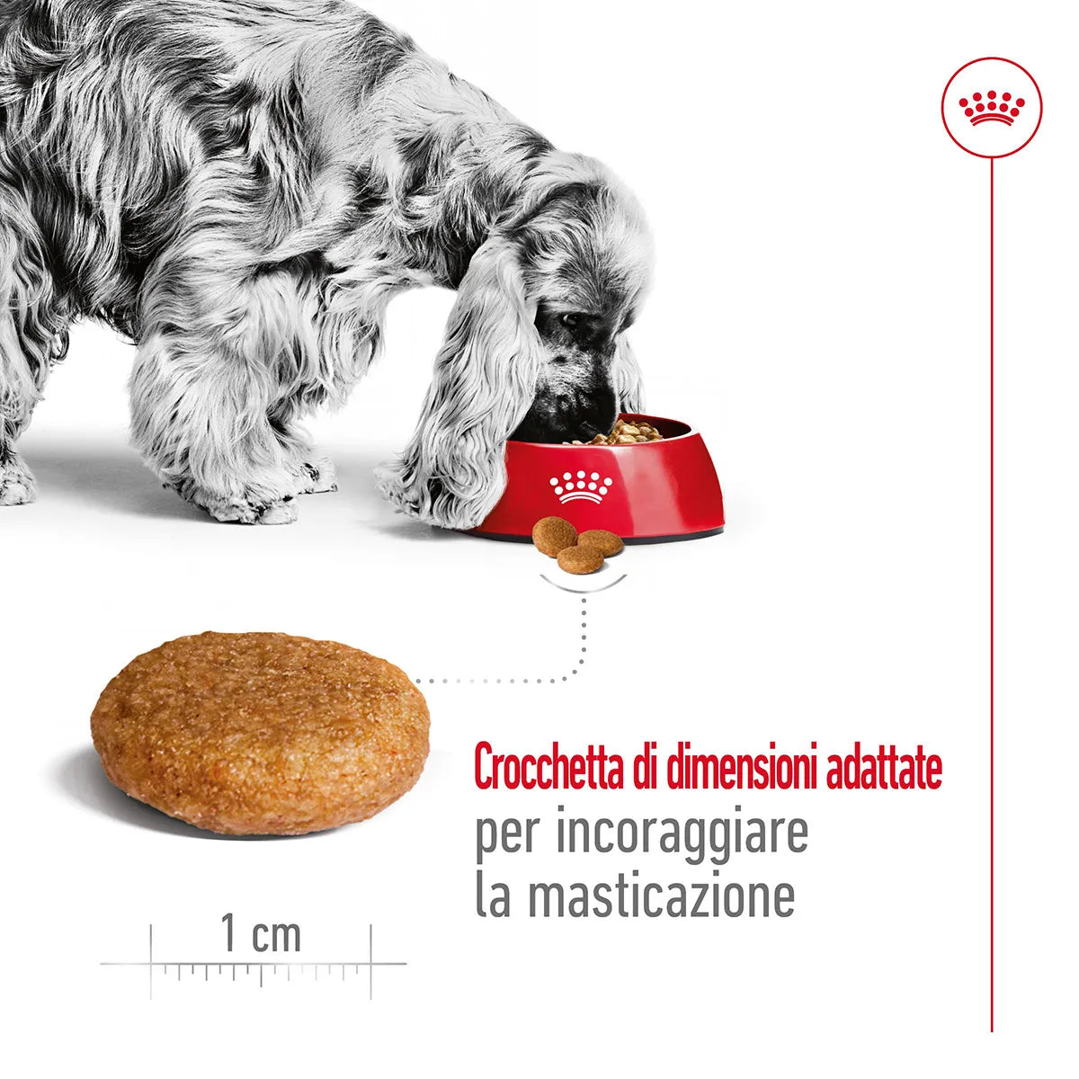 Royal Canin Medium Adult Alimento Completo per Cani Adulti di Taglia Media 15 KG