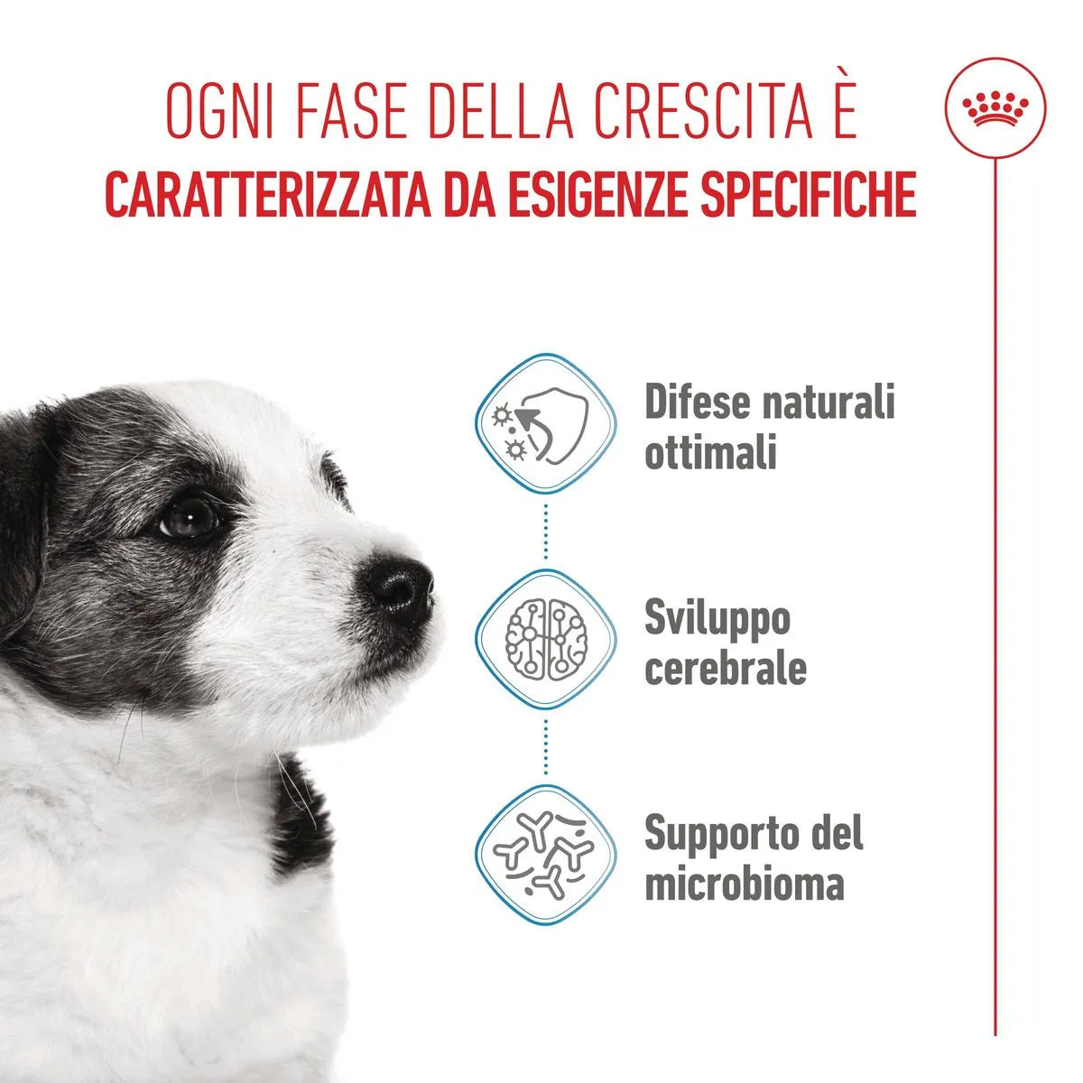 Royal Canin Mini Puppy Alimento completo per cuccioli di taglia piccola Fino a 10 mesi di età 8 KG